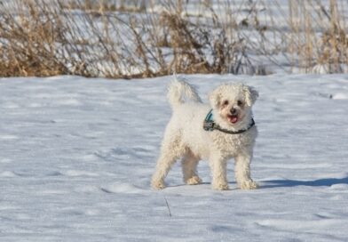 how to sell a bichon frise in Albany ny